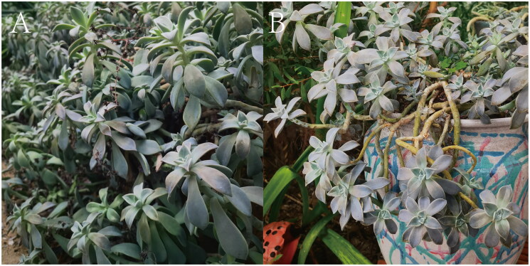 The complete chloroplast genome sequence of <i>Graptopetalum paraguayense</i> (N. E. Br.) walth.1938 and phylogenetic analysis.