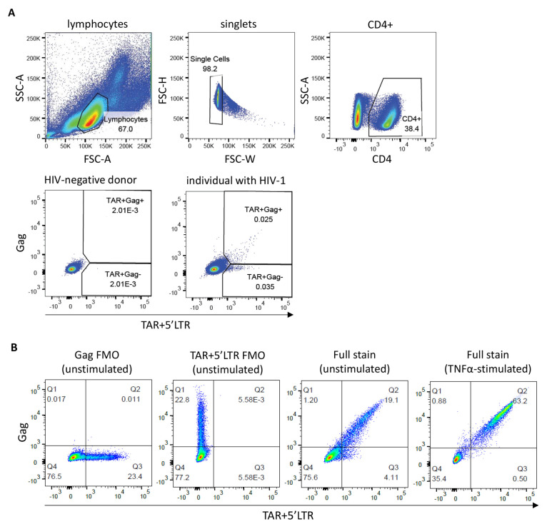 Flow Cytometric Quantification of HIV-1-Infected Cells Expressing Either Abortive or Elongated HIV-1 Transcripts Using Flow-FISH.