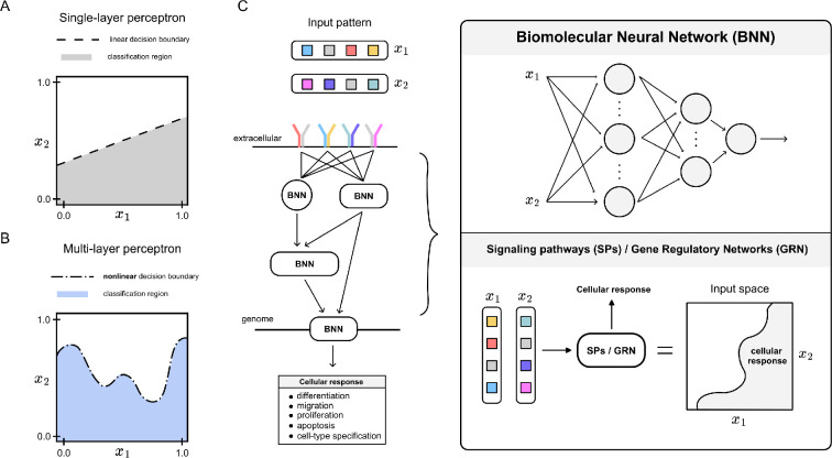 Pattern recognition in living cells through the lens of machine learning.