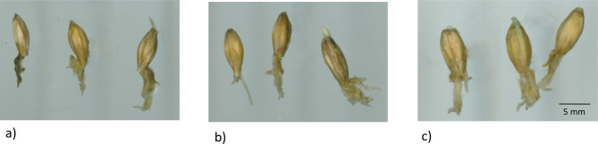 A new phenotyping method for root growth studies in compacted soil validated by GWAS in barley.