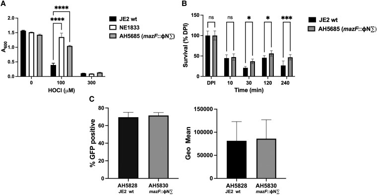 Mutation in Staphylococcus aureus that supports gain of function in susceptibility both to hypochlorous acid and to human neutrophils.