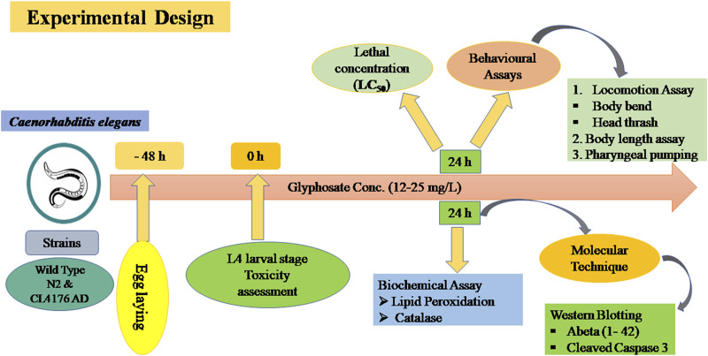 Toxicity of glyphosate accelerates neurodegeneration in <i>Caenorhabditis elegans</i> model of Alzheimer's disease.