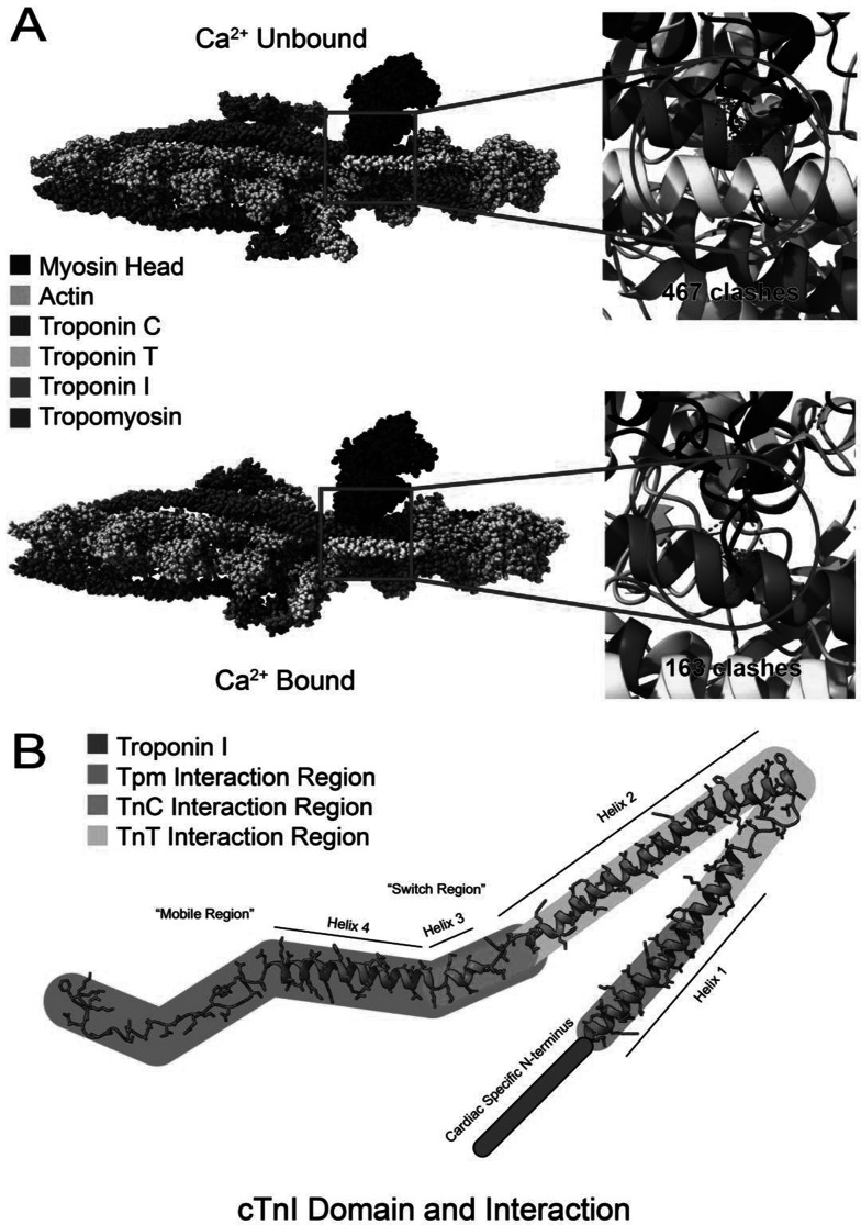 Troponin I - a comprehensive review of its function, structure, evolution, and role in muscle diseases.