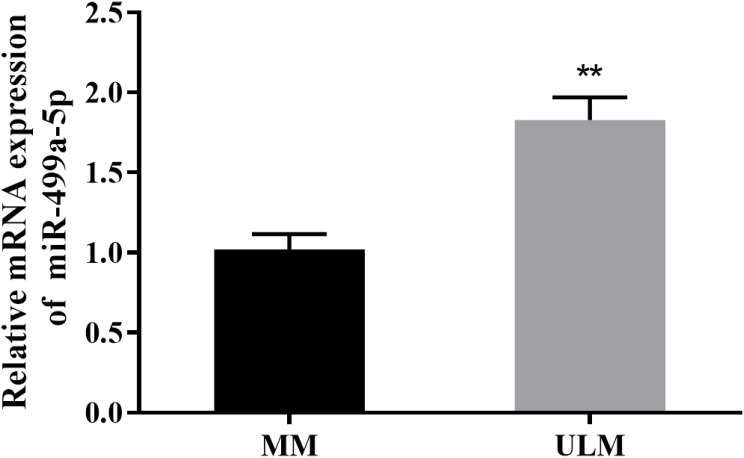 MiR-499a-5p Promotes the Proliferation and Migration of Uterine Leiomyoma Cells by Activating the Wnt/β-Catenin Signaling Pathway.