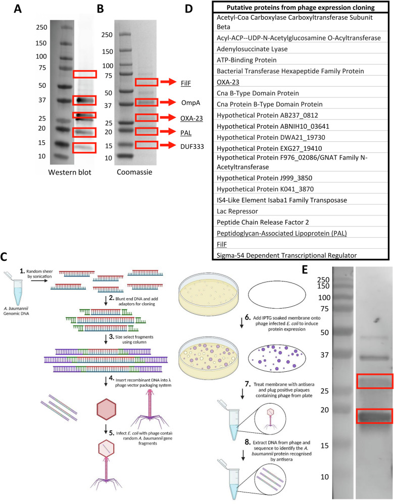 Intranasal delivery of mRNA expressing newly identified Acinetobacter baumannii antigens protects against bacterial lung disease.