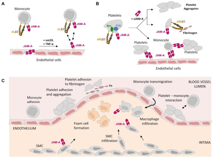 JAM-A: Adhesion Receptor and Signaling Regulator in Atherosclerosis.