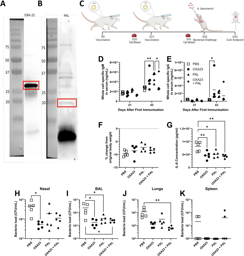 Intranasal delivery of mRNA expressing newly identified Acinetobacter baumannii antigens protects against bacterial lung disease.