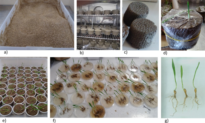 A new phenotyping method for root growth studies in compacted soil validated by GWAS in barley.