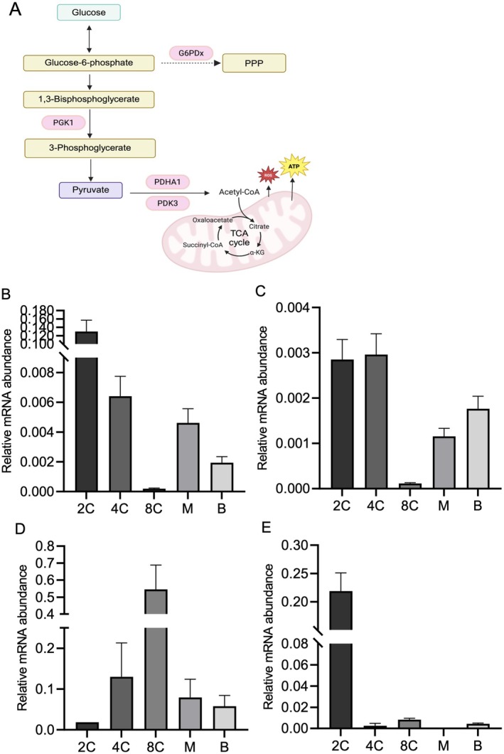 Glucose-Induced Developmental Dynamics: Understanding Male Prevalence in Early Mouse Embryo Stages.