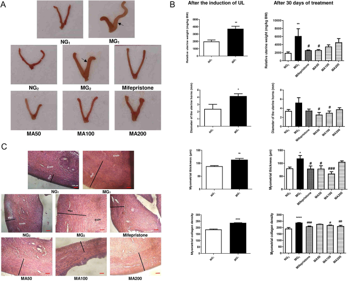 The stem bark decoction of Myrianthus arboreus P. Beauv. (Cecropiaceae) shows anti-uterine leiomyoma effects in Wistar rat.