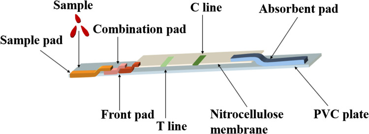 Establishment of a latex immunochromatography for detecting bovine early pregnancy-related glycoproteins.