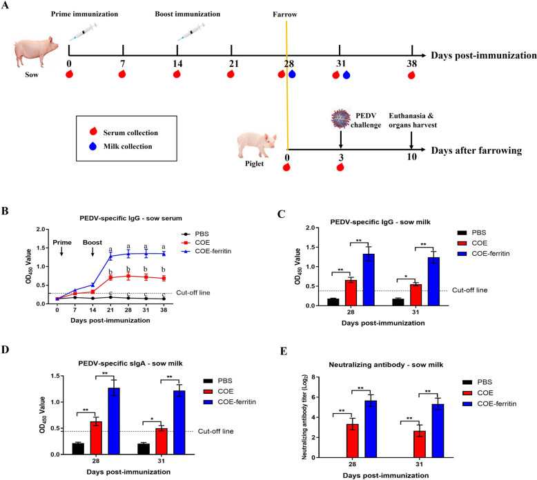Ferritin-based nanoparticle vaccine protects neonatal piglets against porcine epidemic diarrhea virus challenge following immunization of pregnant sows.