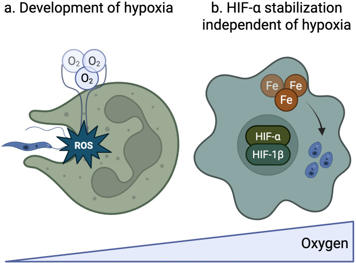 Oxygen and immunity to <i>Leishmania</i> infection.
