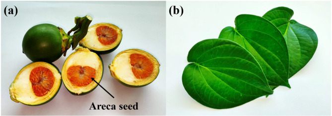 Anthelmintic effects of Areca catechu L. (Arecaceae) and Piper betle L. (Piperaceae) combination on adult Haemonchus spp.: a scanning electron microscopy study.
