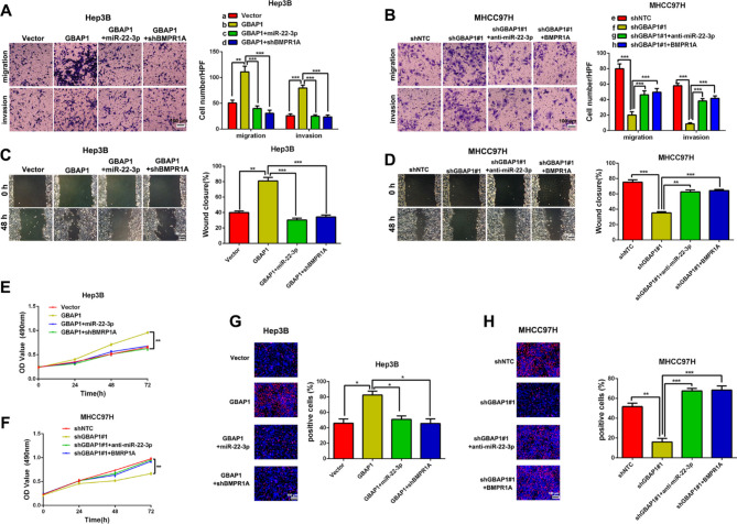 Correction: METTL3-induced lncRNA GBAP1 promotes hepatocellular carcinoma progression by activating BMP/SMAD pathway.