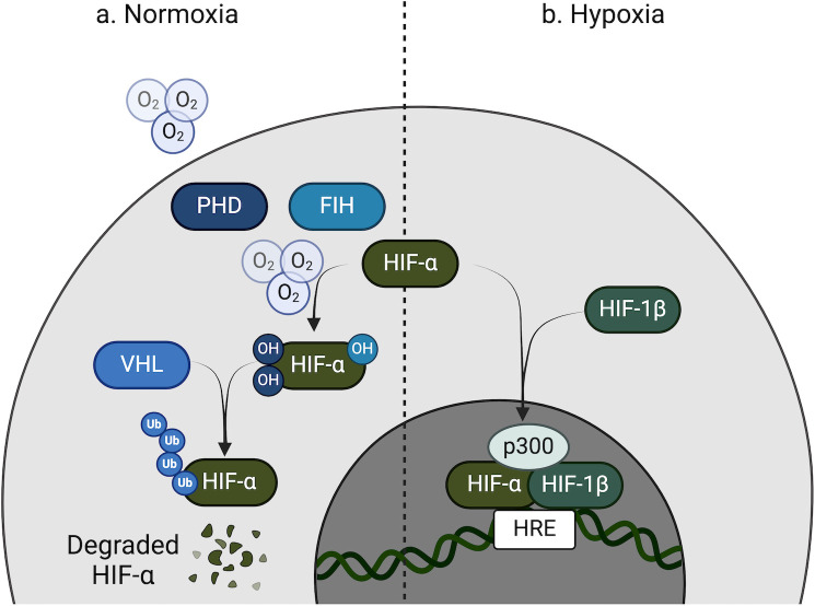 Oxygen and immunity to <i>Leishmania</i> infection.