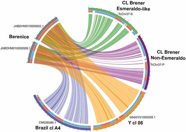 Beyond the first case of Chagas disease: the Berenice strain as a model for understanding long-term Trypanosoma cruzi infection.