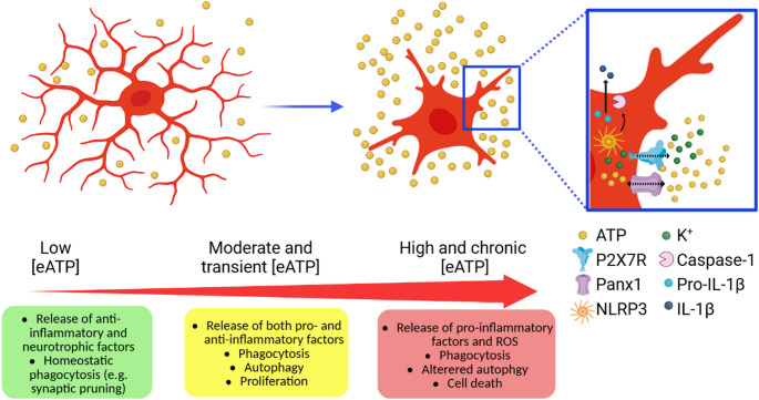 The Multifaceted Role of P2X7R in Microglia and Astrocytes