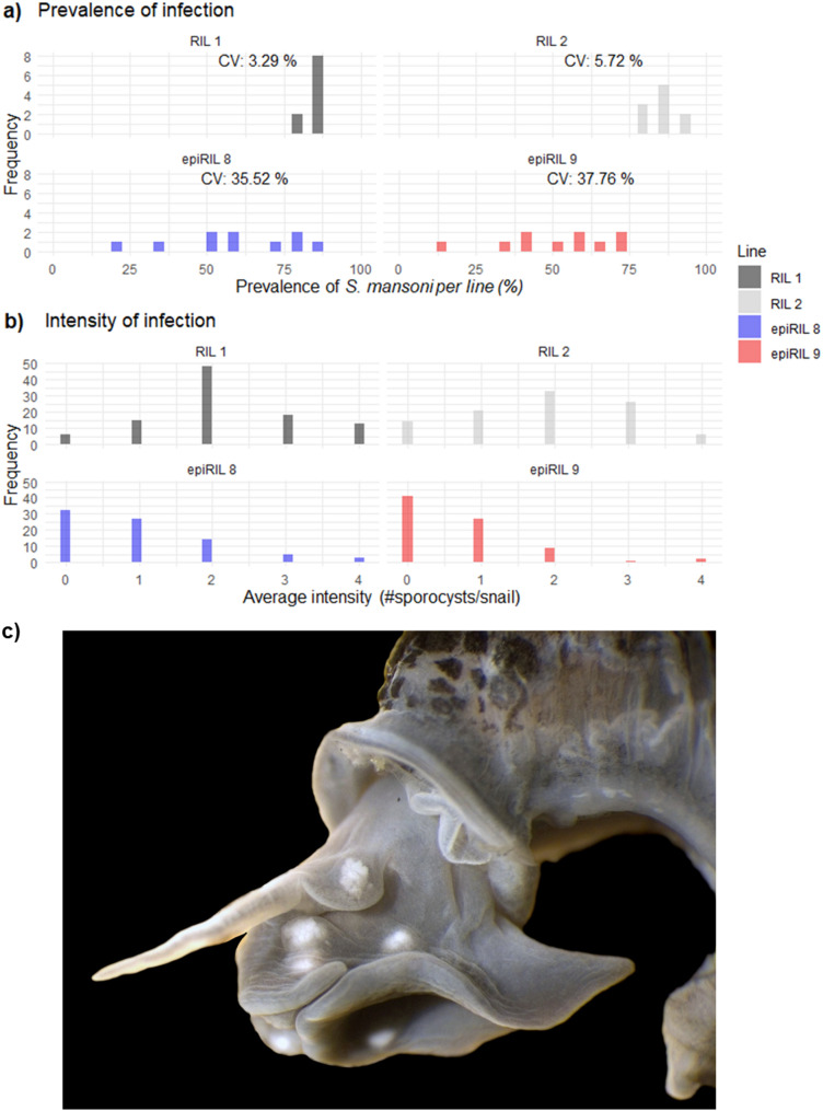 Introduction of epigenetic variation contribute to resistance against the human parasite Schistosoma mansoni.