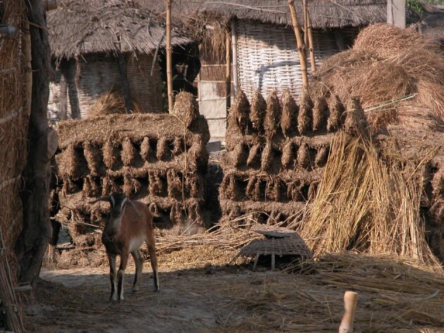 Kala-azar elimination in India: reflections on success and sustainability.