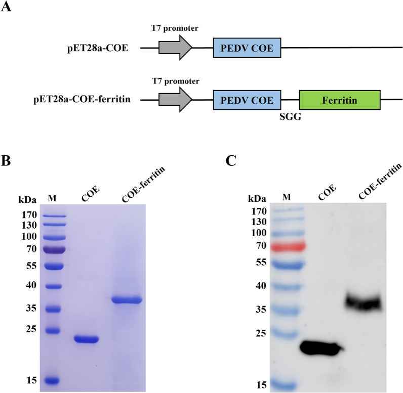 Ferritin-based nanoparticle vaccine protects neonatal piglets against porcine epidemic diarrhea virus challenge following immunization of pregnant sows.