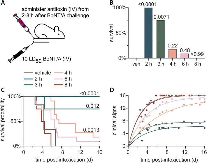 Combined treatment with antitoxin and 3,4-diaminopyridine improves survival outcomes after lethal botulinum neurotoxin challenge.