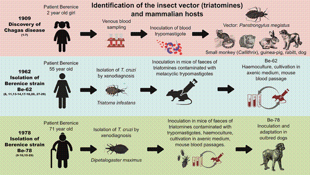 Beyond the first case of Chagas disease: the Berenice strain as a model for understanding long-term Trypanosoma cruzi infection.