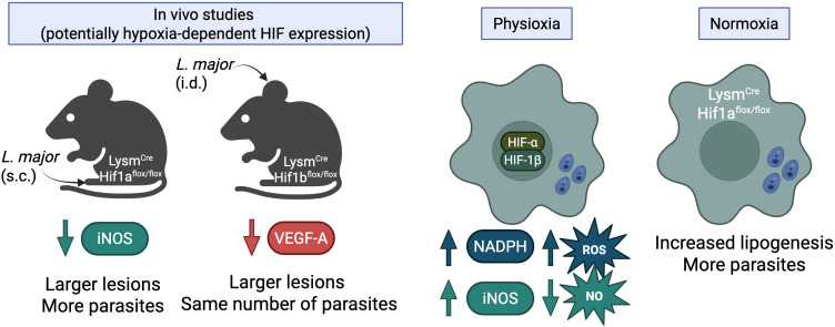 Oxygen and immunity to <i>Leishmania</i> infection.