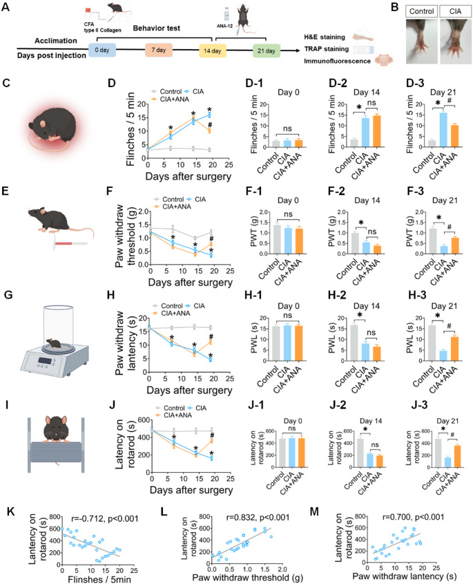 ANA-12 Targets and Inhibits BDNF/TrkB Signaling to Alleviate Pain Behaviors in Rheumatoid Arthritis Mice