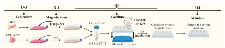 Formation and Characterization of Two Magnetic Three-Dimensional Spheroid Models of Murine Pancreatic Adenocarcinoma.