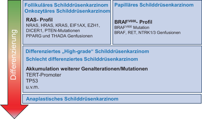 [Update on follicular thyroid cancer-What is relevant for surgeons?]
