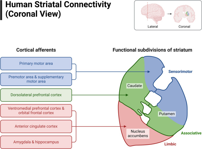 Neural Circuit Mapping and Neurotherapy-Based Strategies.