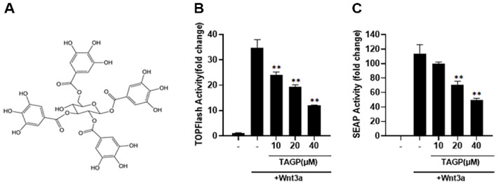 1,2,3,6-Tetra-O-Galloyl-β-D-Glucopyranose Induces Apoptosis and Ferroptosis in Colon Cancer Cells by Inhibiting the Wnt/β-Catenin Signaling Pathway.