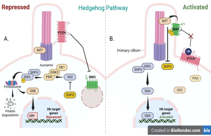 Navigating the Molecular Signaling: Deciphering Cancer Stem Cell Self-Renewal Pathways.