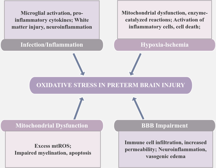 From vulnerability to resilience: unraveling the role of oxidative stress in preterm brain injury.