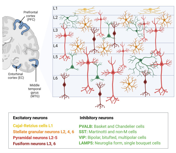 Neural Circuit Mapping and Neurotherapy-Based Strategies.