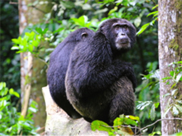 Assessment of Vitamin D Status in Great Apes in Human Care.