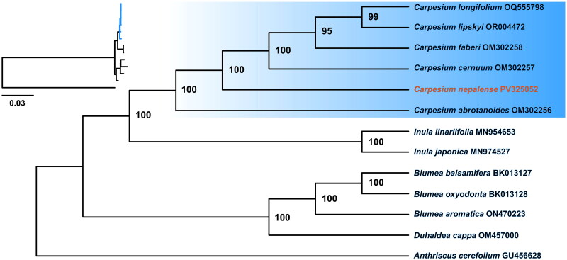The complete chloroplast genome and phylogenetic status of <i>carpesium nepalense</i> less. 1831 (asteraceae).