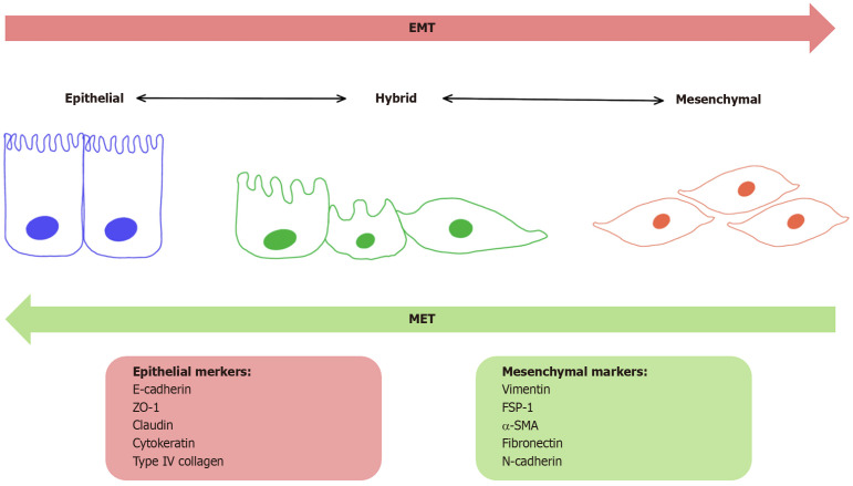 Key players in the breast cancer microenvironment: From fibroblasts to immune cells.