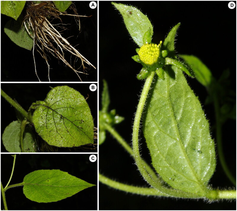 The complete chloroplast genome and phylogenetic status of <i>carpesium nepalense</i> less. 1831 (asteraceae).