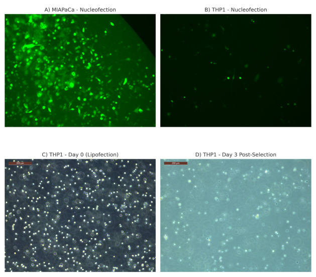 Protocol for Generation of Single-Gene Knockout in Hard-to-Transfect THP1 Cell Lines Using CRISPR/Cas9.