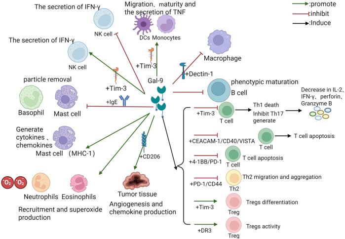 Galectin-9: diverse roles in skin disease.