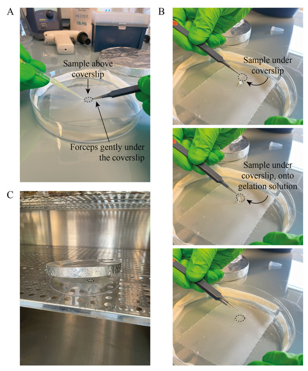 Fixation and Expansion Microscopy of <i>Xenopus</i> Egg Extract Spindles.