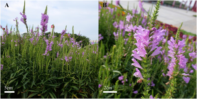 Complete chloroplast genome structural and phylogenetic analysis of <i>Physostegia virginiana</i> (L.) Benth. 1930 (Lamiaceae).