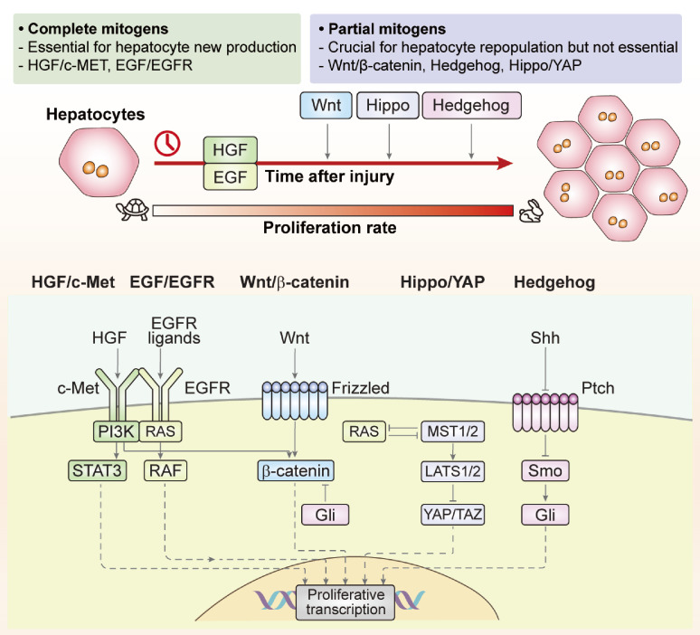 Triggering Mechanisms of Hepatocyte Repopulation during Liver Regeneration.