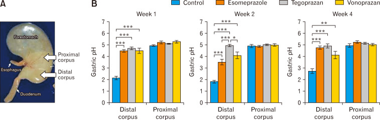 Long-term Effects of Potassium-competitive Acid Blockers and Proton Pump Inhibitors on Gastrin, Gastric Emptying Rate, and Small Intestinal Microbiota in Rats.