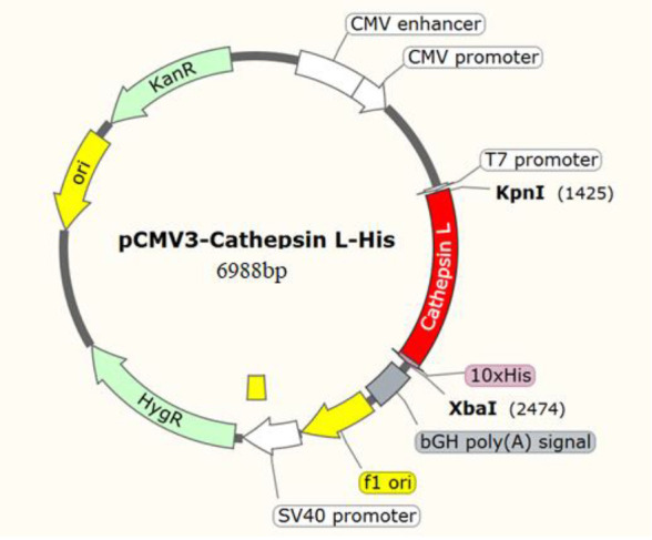 Fluorescence Polarization-Based High-Throughput Screening Assay for Inhibitors Targeting Cathepsin L.
