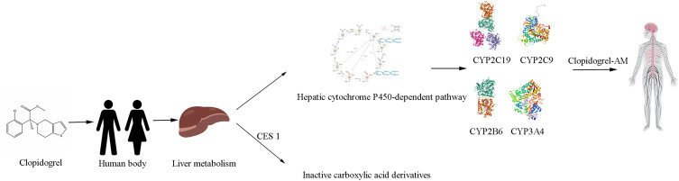 Advances in the Clinical Use of Clopidogrel: A Review of Individualized Treatment Strategies and Monitoring Optimization Based on Genetic Polymorphisms.