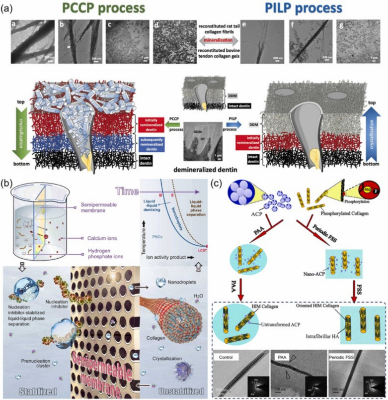 Biomineralization of dental tissues with natural drugs: a comprehensive review.