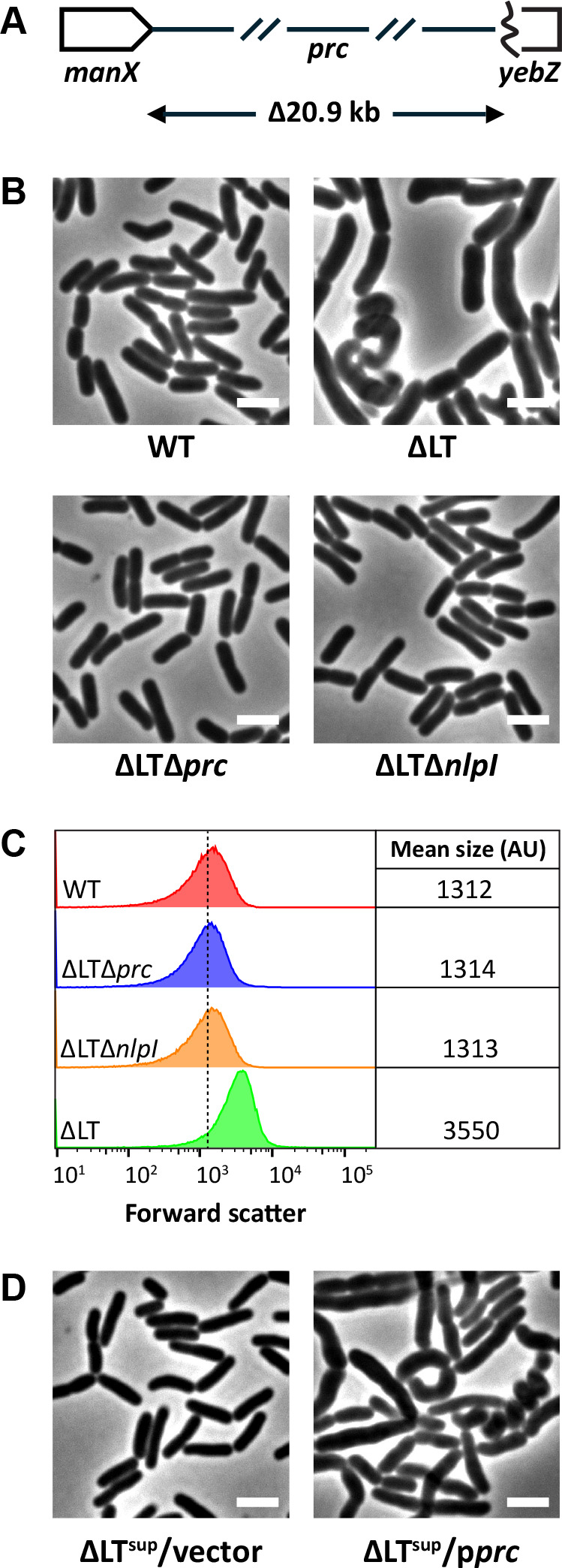 The DigH glycosyl hydrolase is conditionally required for daughter cell separation in <i>Escherichia coli</i>.